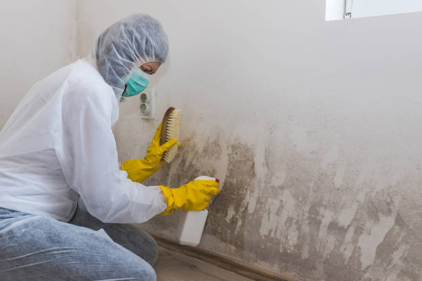 Best Mold Damage Repair  in Ontario, OH