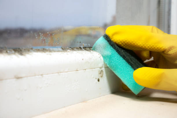 Best Black Mold Removal  in Ontario, OH