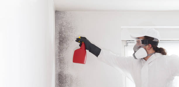 Mold Removal Process in Ontario, OH