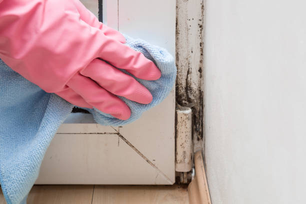 Home Mold Removal in Ontario, OH